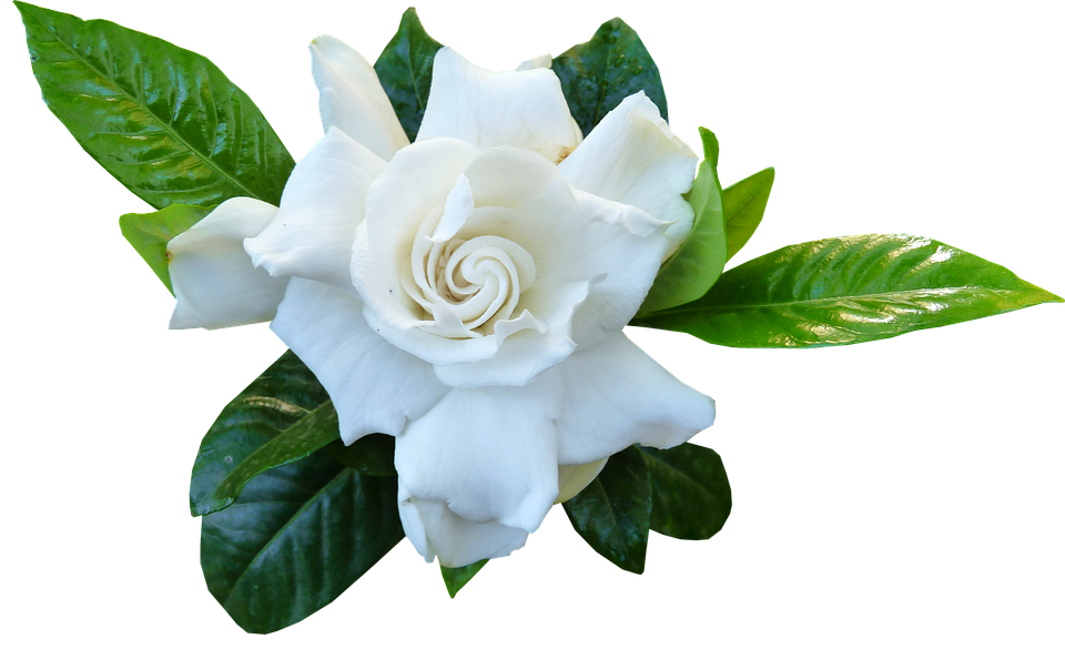 gardenia-bloom