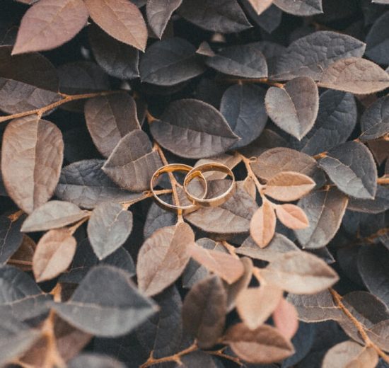 Wedding rings on leafy background